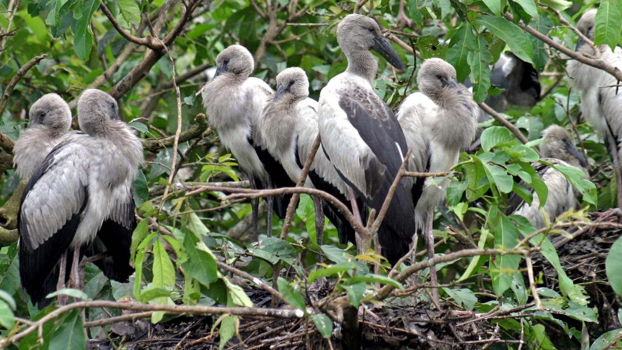 Feathered Wonders Discover The Top 3 Bird Sanctuaries In India To