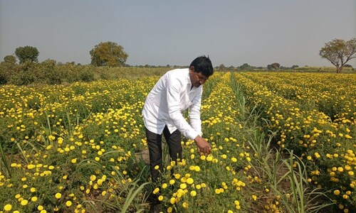 Business Idea : फूलों के कारोबार में है तगड़ी कमाई, बीड जिले के इस किसान ने कमाए 4 लाख