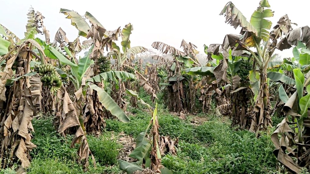 Banana Farming इस किसान ने शुरू की केले की खेती, डबल हुआ मुनाफा