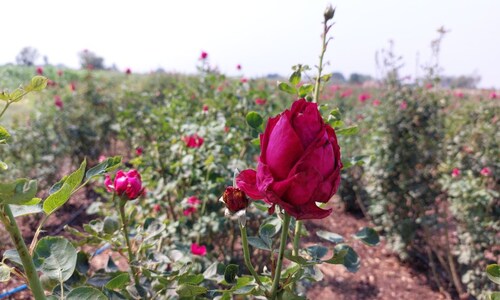 देश में सालाना 4 लाख टन से अधिक का गुलाब उत्पादन, जानिए कहां से आते हैं सबसे अधिक गुलाब