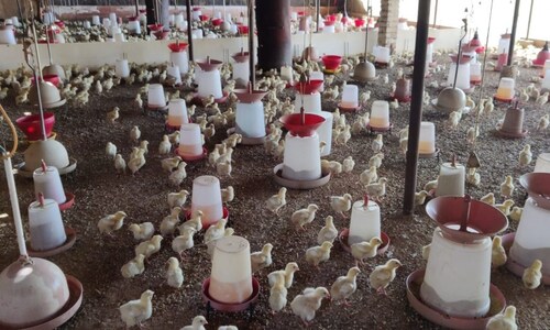 Business Idea: मुर्गी फार्मिंग नहीं है नुकसान का सौदा, ये किसान कमा रहा सालाना लाखों रुपए