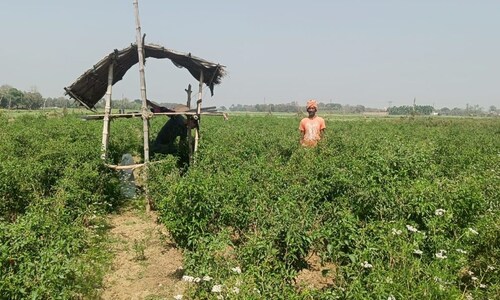 हरी मिर्च की खेती- कम लागत में लाखों रुपये का मुनाफा, जानिए सबकुछ