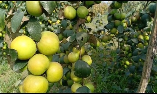 सेब से मालामाल हुए किसान, आप भी जानें आखिर क्या है इसमें खास