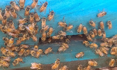 Business Idea: ओसियन प्रजाति की मधुमक्खियों से हो रही है जबरदस्त कमाई