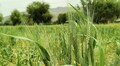 Success Story: सूखे बाड़मेर में किसान ने उगाई ऐसी फसल, जिससे बनेगी बीयर, होगा शानदार मुनाफा