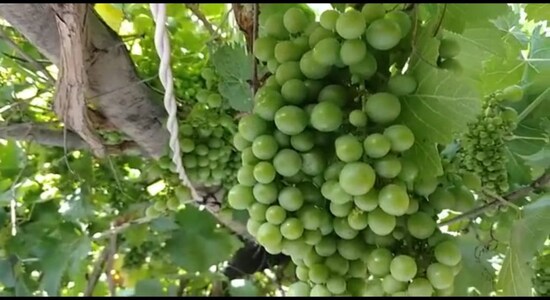 अंगूर की खेती से हर साल 15 लाख रुपए की कमाई, शराब फैक्ट्रियों में जबरदस्त डिमांड