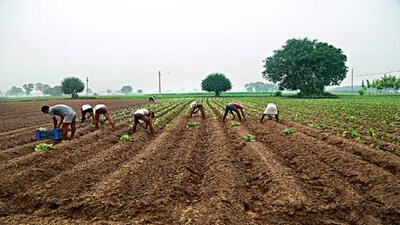 farmer 4
