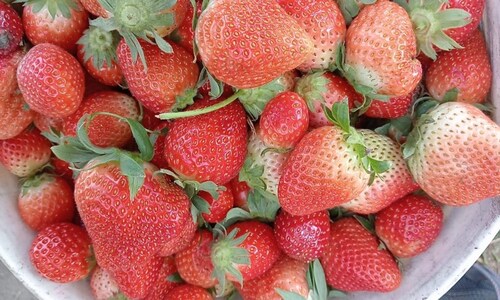 अब इस राज्य में भी हो रही है स्ट्रॉबेरी की खेती, किसानों को हो रही लाखों में कमाई