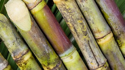 गर्मियों के मौसम में इसकी मांग ज्यादा होने के चलते भाव भी अच्छा मिल रहा है. किसान का कहना है कि परंपरागत खेती की बजाय हर साल इस खेती से सालाना लाखों रुपए की आमदनी हो रही है.