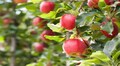 सेब की खेती करने वाले किसानों को बड़ी राहत, ₹50 किलो से सस्ते सेब के इंपोर्ट पर बैन