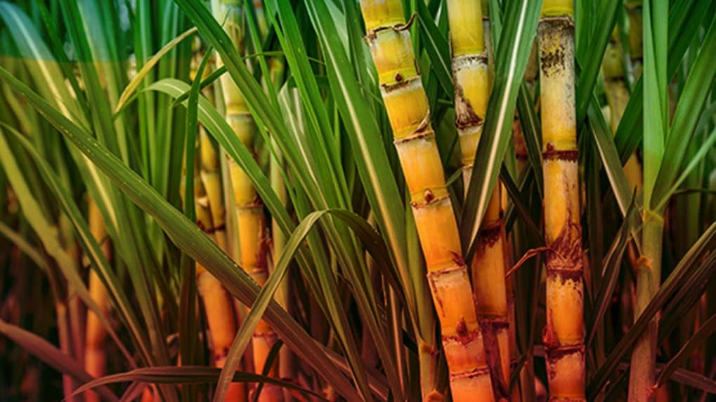 Sugar Cane You Can Eat Raw [] for your , Mobile & Tablet. Explore Sugarcane  . Sugar Skull, Sugar Land TX HD phone wallpaper | Pxfuel