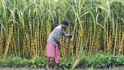 Sugarcane big News