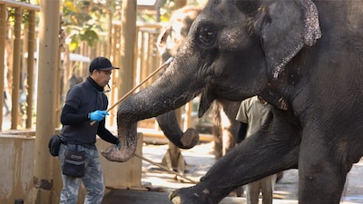 वनतारा में हाथियों के लिए विशेष शेल्टर बनाए गए हैं. हाथियों के नहाने के लिए जगह-जगह जलाशय हैं, हाथियों के लिए जैकूज़ी और मसाज जैसी सुविधाएं भी हैं. 200 हाथियों का ख़्याल रखने के लिए 500 से ज़्यादा प्रशिक्षित कर्मचारी व महावत हैं.