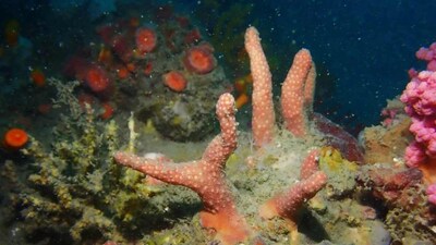 हांगकांग के पास मिलीं दो नई कोरल प्रजातियां, शहर के करीब छिपी है बड़ी समुद्री जैव विविधता.