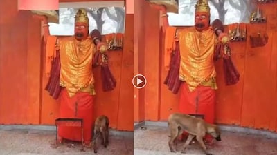 Dog Circles Hanuman Idol for 48 Hours in UP, Pigeon Mystery Adds to Wonder