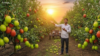 From Collector Aspirant to Jujube King: MP Farmer Earns Lakhs