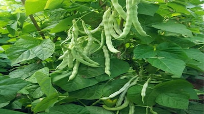 घर पर उगाएं राजमा: ताज़ी, जैविक फसल के लिए एक सरल मार्गदर्शिका.