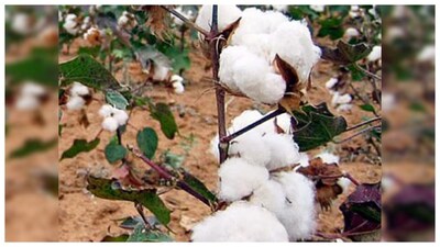 cotton images