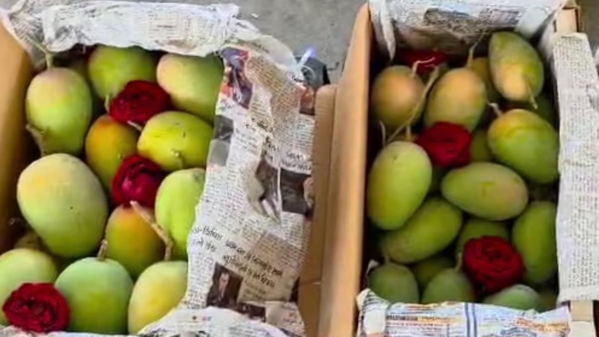 गुजरात में सर्दियों से पहले बाजार में पहुंचा केसर आम, नीलामी में ₹1,450 ...