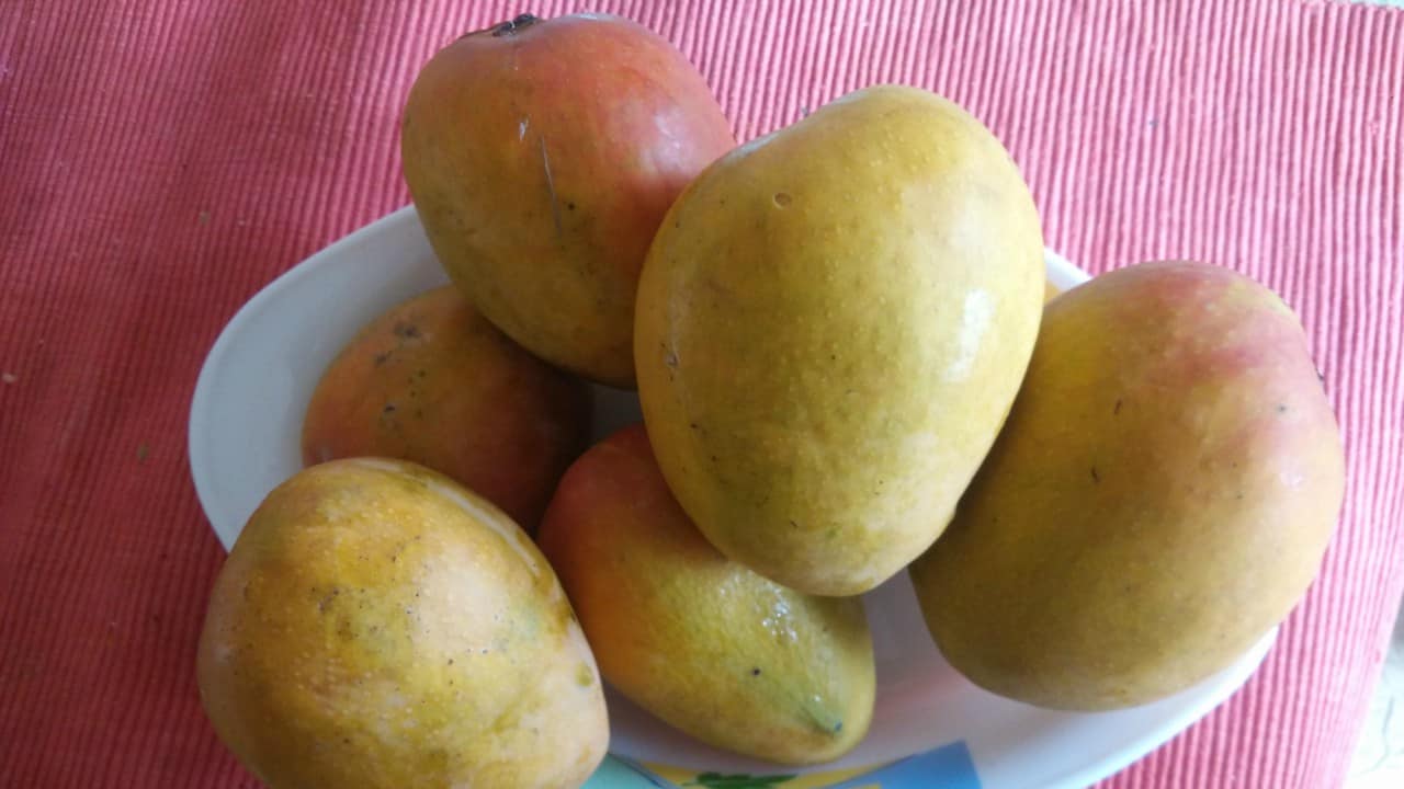 Alphonso: Alphonso is one of the most expensive and finest varieties of mangoes, renowned for its rich, creamy texture and distinct sweet flavour. This mainly grows in the western part of India. It is also known as Hapus in some states. (Image: Shutterstock)