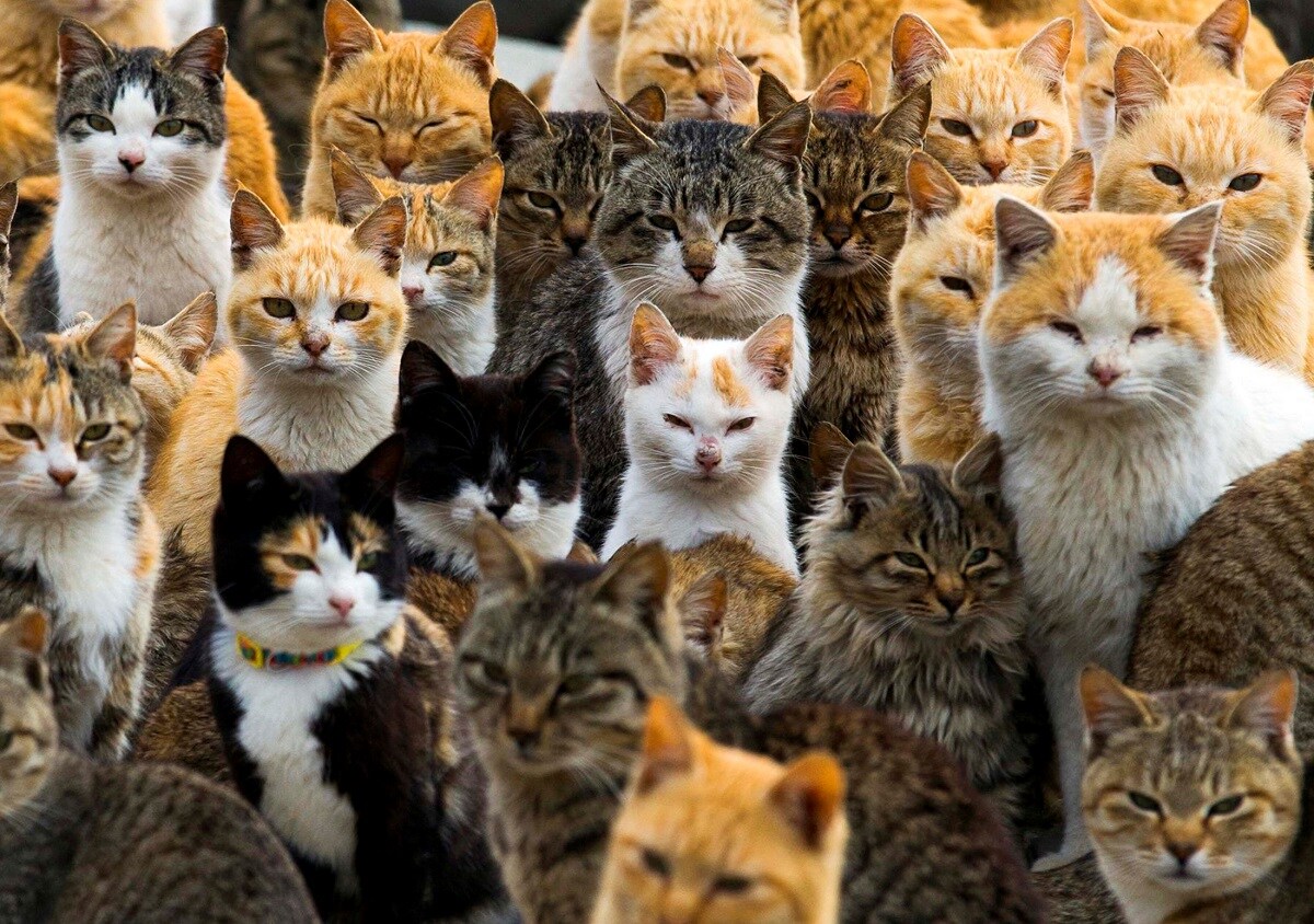 Cats crowd the harbour on Aoshima Island in the Ehime prefecture in southern Japan, February 25, 2015. Picture taken February 25, 2015. REUTERS/Thomas Peter/File Photo