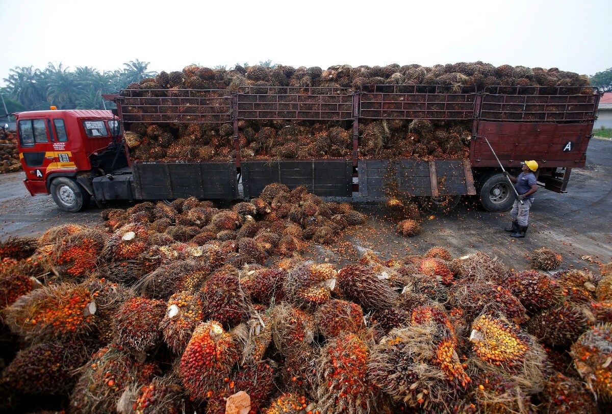 India Malaysia palm oil imports