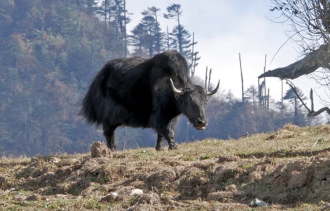 Yaks can survive up to minus 40 degrees, but find it difficult when the mercury crosses 13 degrees. Photo by Sumit Das.