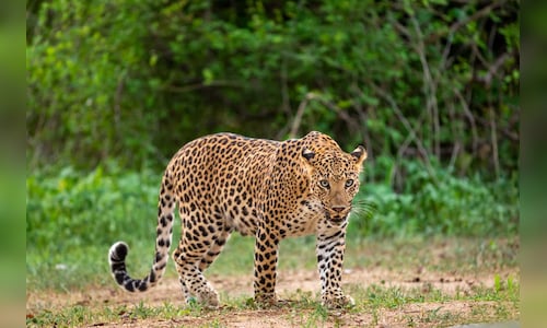 Leopard Kills Girl in Tamil Nadu Tea Estate