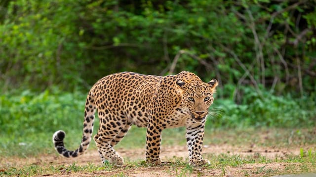 After leopard attack: Karnataka minister asks safari vehicles be fitted with wire mesh: After leopard attack: Karnataka minister asks safari vehicles be fitted with wire mesh: