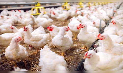 Avian flu outbreak at poultry farm in Ranchi, 920 birds culled - CNBC TV18