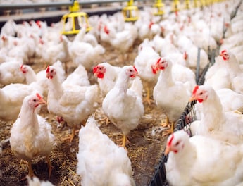 Bird flu risk to humans an 'enormous concern,' says WHO; all you must know