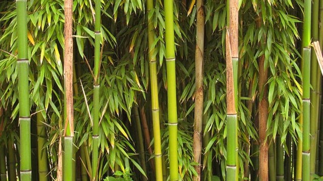 Breakthrough in bamboo-based biodegradable plastic — why it's time for ...