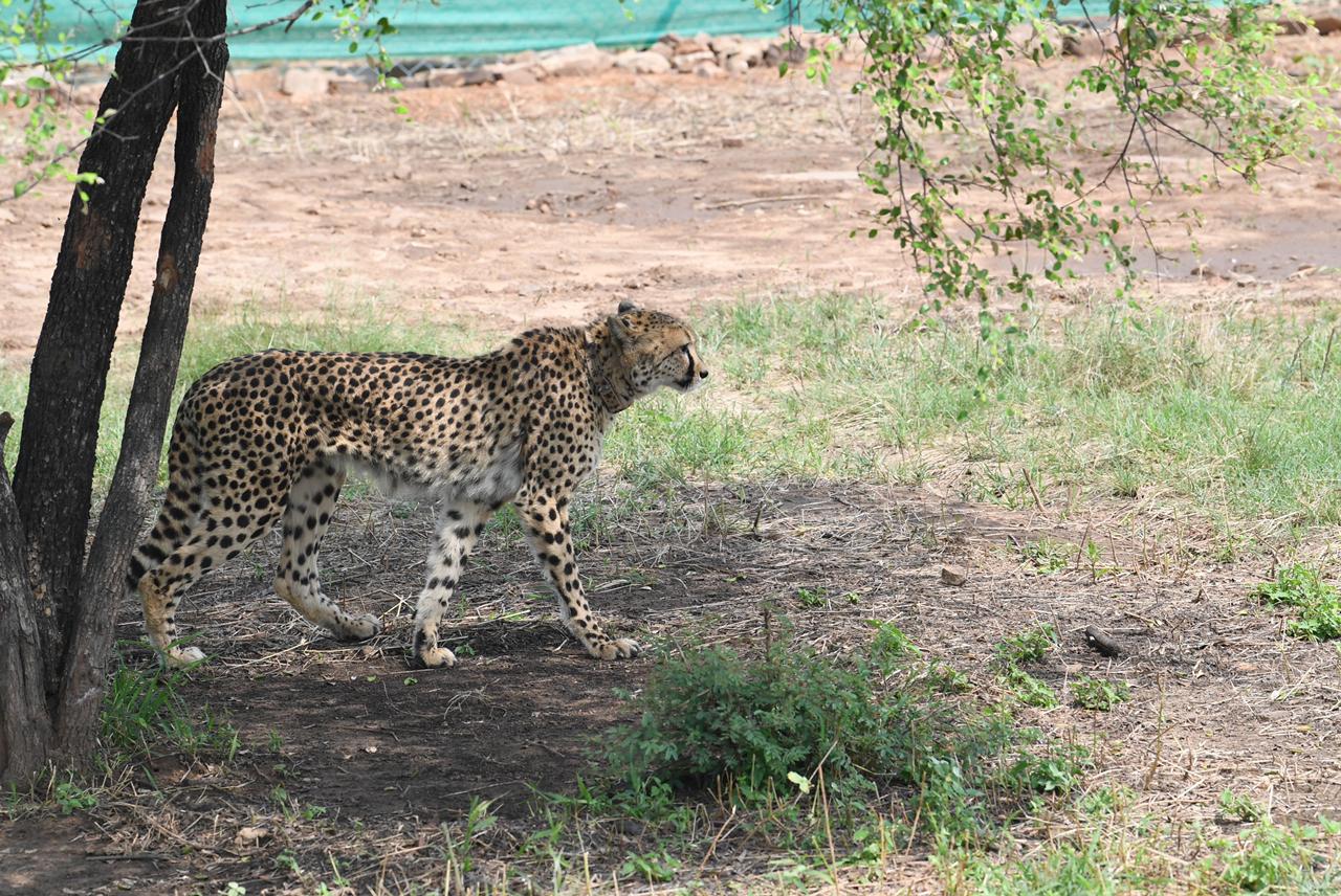 Kuno National Park reopens but tourists still wait for cheetah sightings