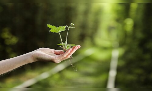 NGT Orders Tree Census and Geo-tagging After Tree Felling Claims