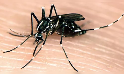 World Mosquito Day 2024: Impact of mosquito-borne diseases in India, innovations in controlling their spread