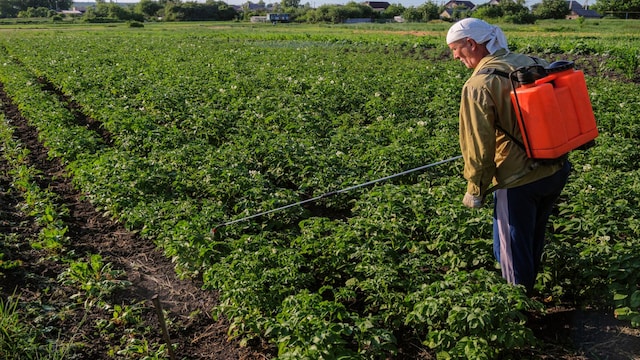 India Pesticides, top stocks, stocks to watch, today stock to watch, India Pesticides, top stocks, stocks to watch, today stock to watch,