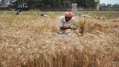 A farmer harvest wheat. /PTI