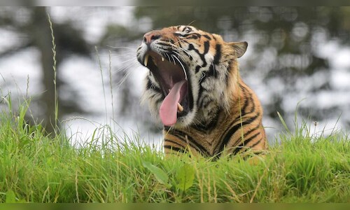 Uttar Pradesh to Host Dudhwa Festival to Promote Eco-Tourism