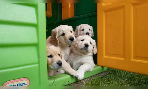India’s pet food market set for 10x growth, says Godrej Petcare CEO – CNBC TV18 India’s pet food market set for 10x growth, says Godrej Petcare CEO – CNBC TV18