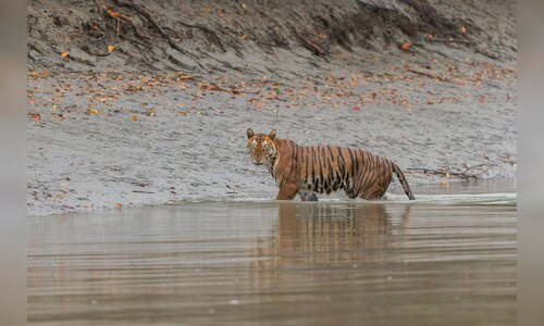 Sundarbans National Park Closed for Breeding Season Until August