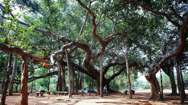 Explore Auroville on a cycle 3D/2N ₹6000