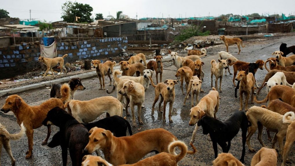 India can solve stray dog problem in 2 years with ABC centres, says Maneka Gandhi - CNBC TV18