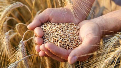 Wheat Prices Soar Amid Black Sea Tensions, US Dryness; Longest Rally Since April
