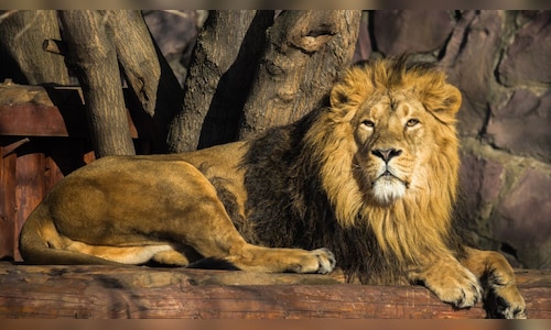 World Lion Day 2024: The best places to spot the king of the jungle in India