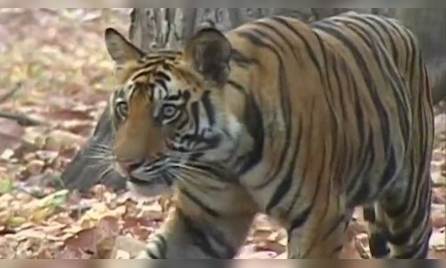 Uttar Pradesh Zoos Close After Bird Flu Kills Tigress