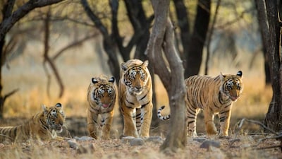 Ranthambore National Park: Spanning 1,334 sq km, Ranthambore National Park reigns as one of India's largest and national parks. Once a hunting ground of the Maharajas of Jaipur, it gained fame during Queen Elizabeth II and Prince Philip's visit in the 1960s. Since 1973, when a ban on hunting was enforced, Ranthambore transformed into a premier tiger reserve, boasting a thriving population of these majestic cats.