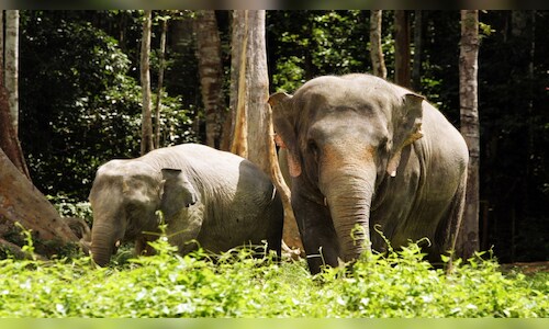 Zimbabwe Issues Permits to Cull at Least 50 Elephants