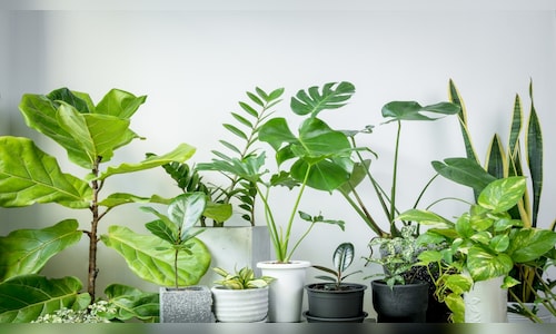 Ugaoo to open 80 new stores by 2030 as urban gardening market booms