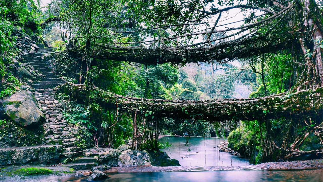 Celebrating Meghalaya's Living Root Bridge, CM Sangma visits Siejlieh village