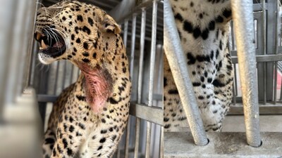 Leopard gatecrashes Lucknow wedding, bride-groom remains stuck in ...